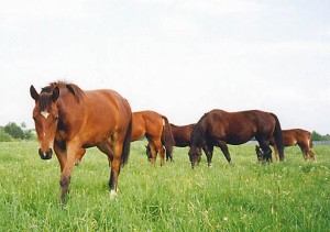 Obrazek